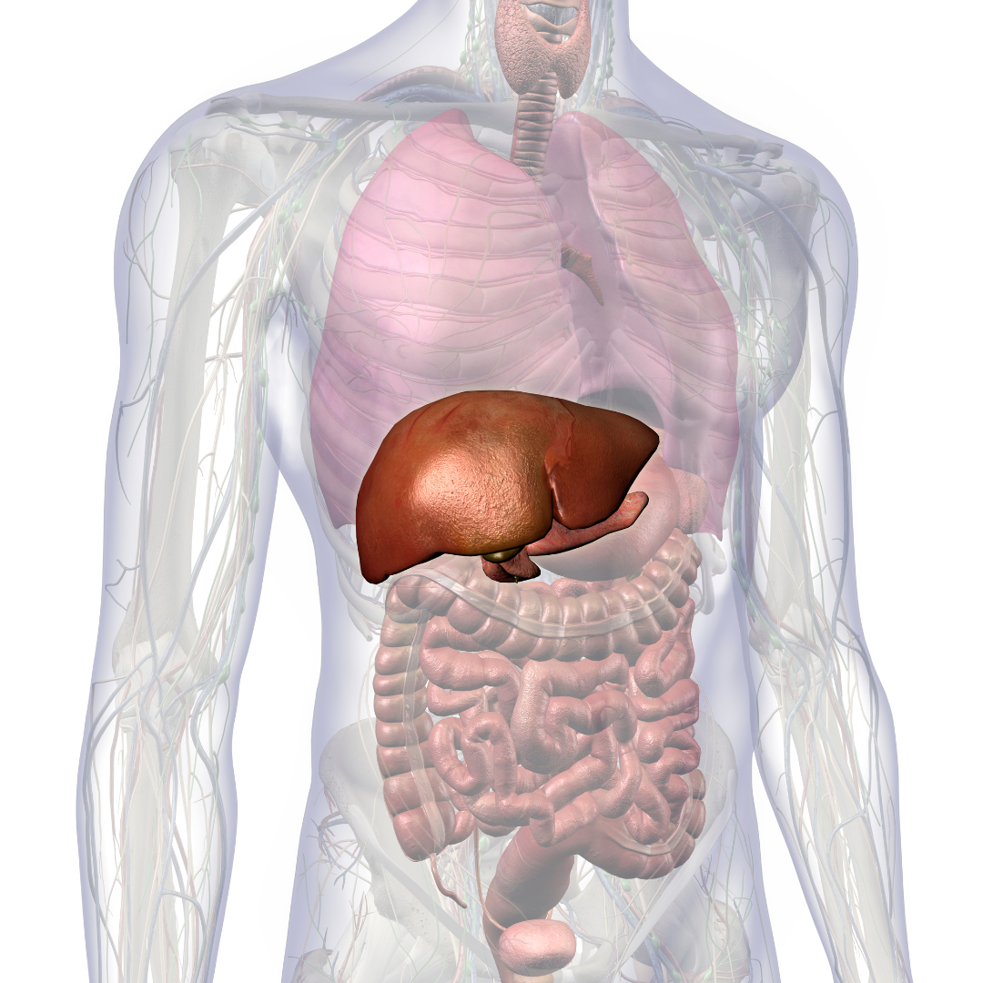Imagem anatômica destacando o fígado em vermelho no corpo humano